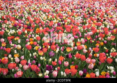 Bunte Tulpen Blumen mit schönen Hintergrund auf einem hellen Sommer Tag Stockfoto