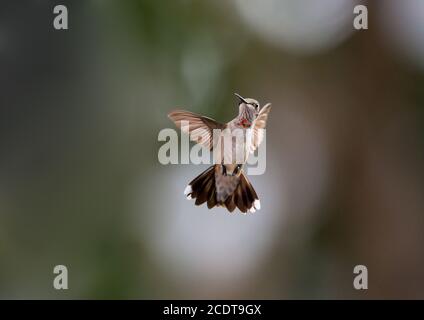 Ein unreifer männlicher rubinkehliger Kolibri, der vor einem verschwommenen Hintergrund schwebt. Stockfoto