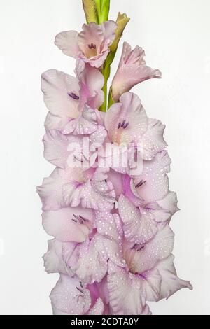 Einzelne rosa Gladiolusblüte mit Wassertropfen aus nächster Nähe Stockfoto