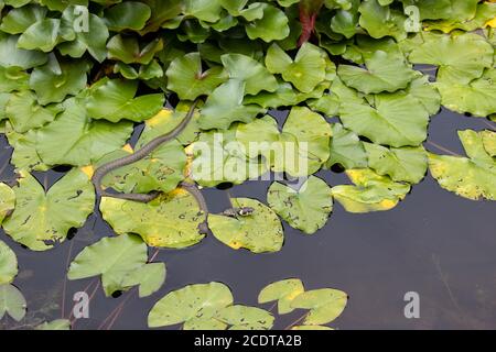 Jagd Grassnatter lauert zwischen Seerose Blätter für ein Beute Stockfoto