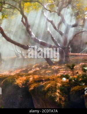 Sonnenstrahlen, gründliche Bäumen und grünen Stockfoto