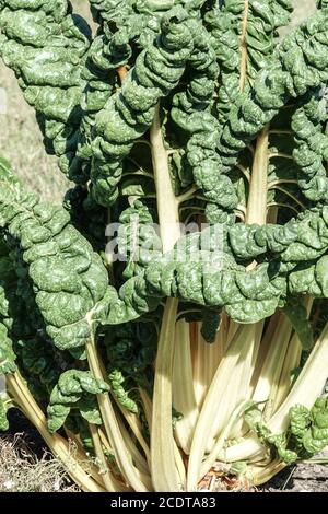 Mangold 'Fordhook Giant' Beta vulgaris var. Cicla, ein Gemüsegarten Stockfoto