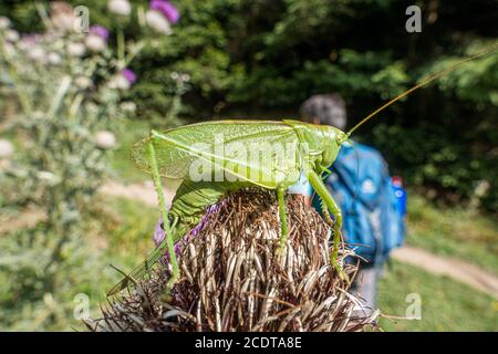 Upland Green Bush-Cricket vor einem Wanderer Stockfoto