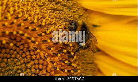 Schwarz und gelb gestreifte Biene polinisierend Sonnenblumen close up niedrig Ebene Ansicht Banner Foto Format Stockfoto