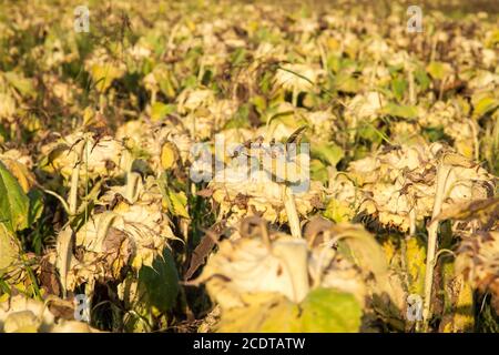 Feld der verwelkten Sonnenblumen, Ungarn Stockfoto
