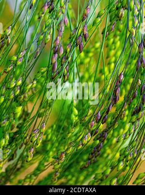 Nahaufnahme der niedrigen Ebene Ansicht von grün und lila wild Gras für den Rücken Boden Textur Bild Sommer in Großbritannien Stockfoto