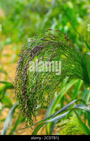 Nahaufnahme der niedrigen Ebene Ansicht von grün und lila wild Gras für den Rücken Boden Textur Bild Sommer in Großbritannien Stockfoto