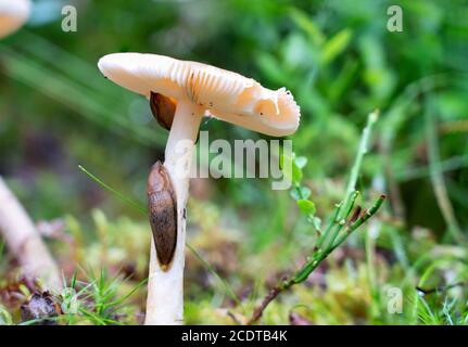 Zwei Landschnecken essen weißen Pilz-Täubling, sehr häufig ein essbarer Pilz, der aus einer Schicht aus Moos und Gras wächst, Nahaufnahme Stockfoto