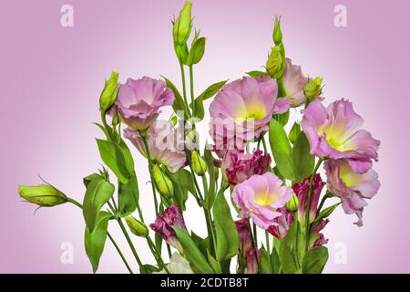 Bouquet von zartem Rosa mit gelben Eustoma (Lisianthus) Blüten Stockfoto