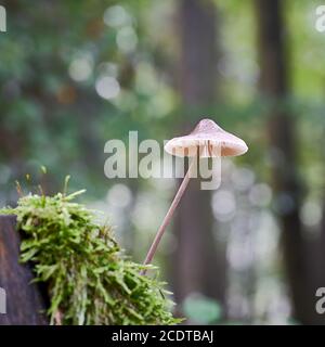 Ein Pilz wächst auf einem toten Baumstamm im Wald Stockfoto