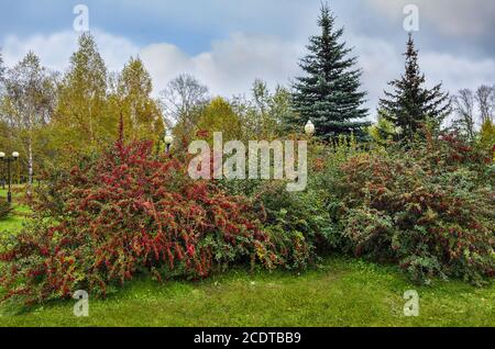 Rote Beeren auf den Berberbeerbüschen in der herbstlichen Parklandschaft Stockfoto