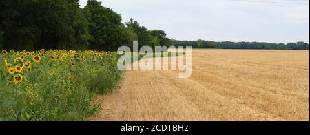 Große gelbe Sonnenblumen mit Kopf im Panorama Stockfoto