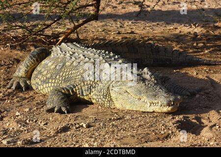 Krokodil in der Sonne aalen Stockfoto