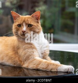 Portrait einer orange Katze Stockfoto