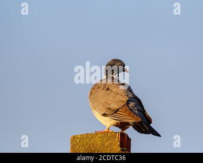 Nahaufnahme einer Taube auf einem Schornstein gegen den Himmel Stockfoto