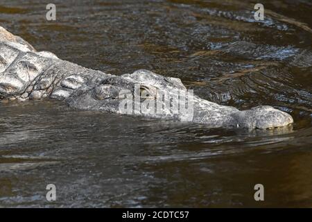 Krokodilkopf, der ins Wasser eindringt - Nahaufnahme Stockfoto