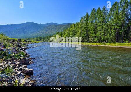 Malerische sonnige Sommer Berglandschaft mit schnellen Fluss zwischen Steinen Und Wald Stockfoto