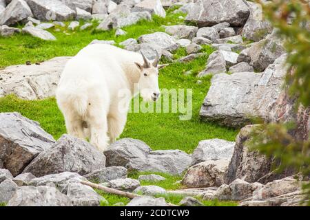 Rocky Mountain Goat close up Jaspis National Park Stockfoto