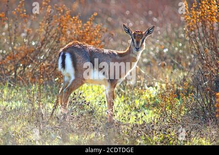 Berggazelle, Gazella gazella Stockfoto