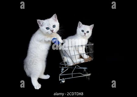 Zwei weiße Kätzchen mit Warenkorb auf schwarz Stockfoto