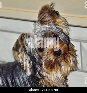 Porträt von yorkshire Terrier beim Blick auf die Kamera Stockfoto