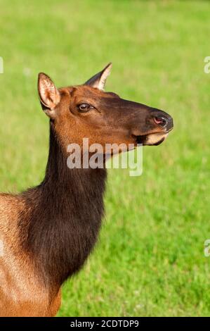 Elch-Porträt Stockfoto