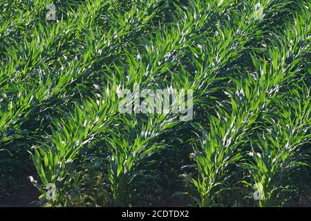 Feld der jungen Pflanzen Stockfoto