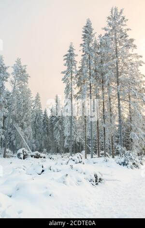 Clearcut in einem Wald mit Schnee und Frost in einem Wunderschöne Winterlandschaft Stockfoto