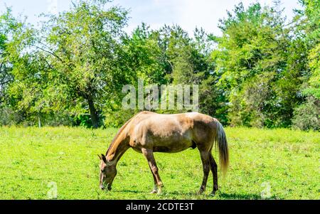 Brown Horse frisst Gras in New York. Stockfoto