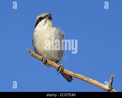 Große graue Würge, Lanius excubitor Stockfoto