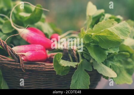 Bündel frische Radieschen in einem Weidenkorb draussen auf dem Tisch Stockfoto