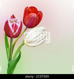 Frühling florale Grenze mit drei verschiedenen Tulpen Stockfoto