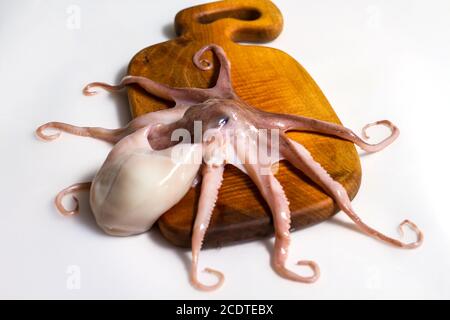 Octopus auf isolierten weißen Hintergrund Stockfoto