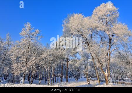 Schönheit der Winterlandschaft im verschneiten Park an sonnigen Tagen Stockfoto
