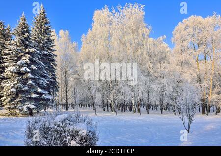 Schönheit der Winterlandschaft im verschneiten Park an sonnigen Tagen Stockfoto