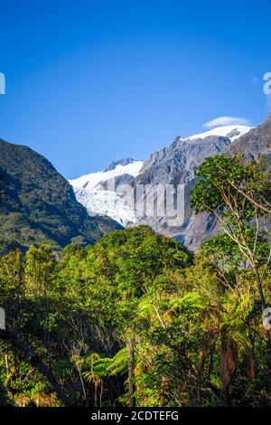 Franz Josef Gletscher und Regenwald, Neuseeland Stockfoto