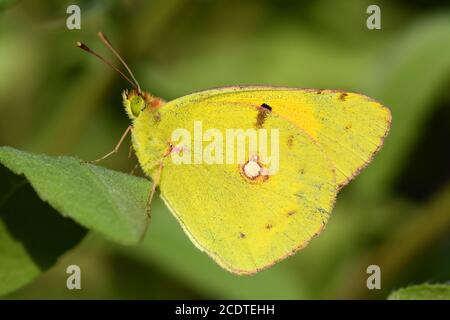 Wilder getrübter gelber Schmetterling, Colias crocea Stockfoto