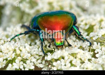 Protaetia cuprea, europäischer Blumenkäfer Stockfoto