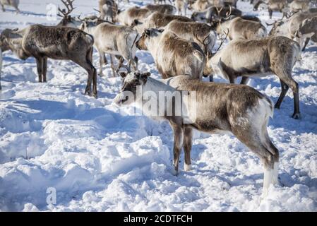 Eine Herde von Nenet Rentieren in einer schneebedeckten Tundra Landschaft, Jamal-Nenzen Autonomen Okrug, Russland Stockfoto