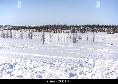 Tundra schneebedeckte Landschaft, Yamalo-Nenzen Autonomen Kreis, Russland Stockfoto