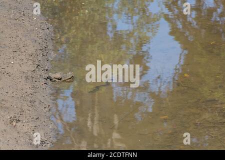 Der Blick auf einen schwarzen Aal in einem flachen Fluss. Stockfoto