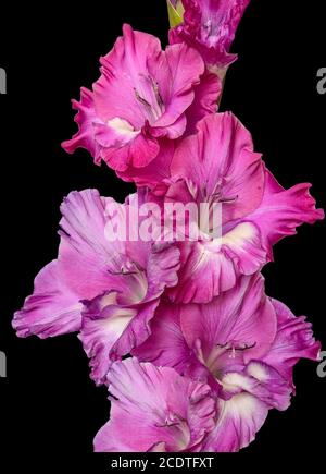 Einzelne rosa Gladiolusblüte aus der Nähe, isoliert auf schwarzem Hintergrund Stockfoto