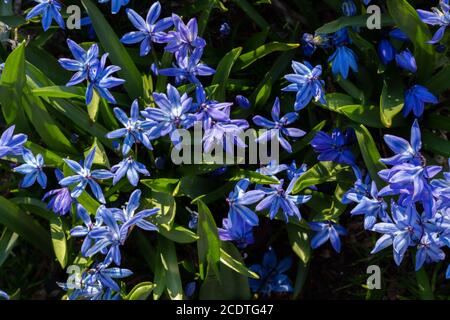 Eine Gruppe von blau violetten scilla siberica blüht zwischen Grün Gräser von oben genommen Stockfoto