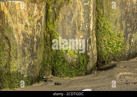 Nahaufnahme von Groynes am Sandstrand überwuchert mit Grünalgen Stockfoto