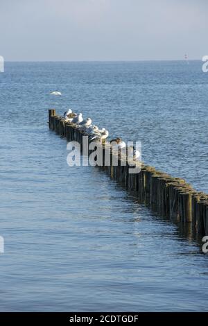 Sitzende Möwen auf einer Reihe von Groynes in der Ostsee Meer Stockfoto