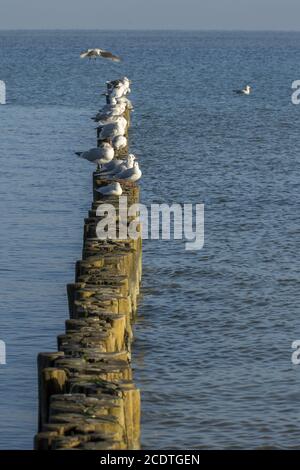 Sitzende Möwen auf einer Reihe von Groynes in der Ostsee Meer Stockfoto