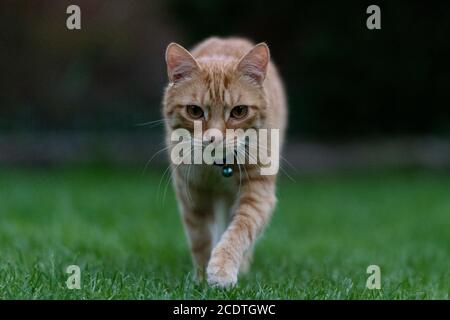 Ginger tabby Katze zu Fuß in Richtung der Kamera Stockfoto