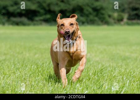Rotfuchs Labrador läuft mit der Zunge nach außen zur Kamera Stockfoto