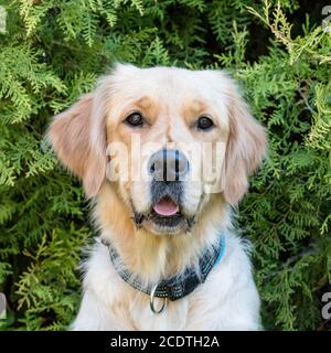 Kopfschuss von Golden Retriever Stockfoto