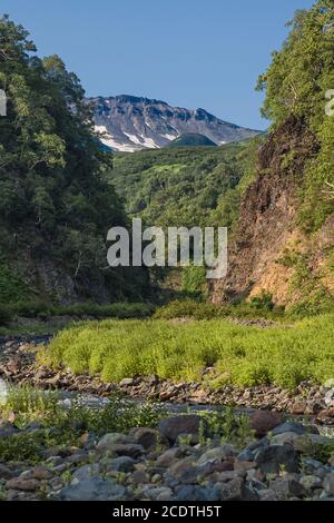 Flora Kamtschatkas. Wälder und Felder. Die Natur von Kamtschatka. Lan Stockfoto